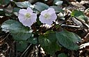 Shortia uniflora Iwauchiwa in Hiekawadake 2006-4-29.jpg
