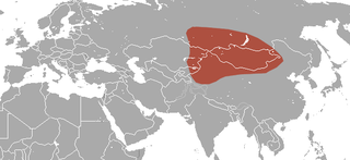 Siberian shrew Species of mammal