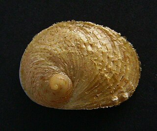 <i>Sigapatella superstes</i> Species of gastropod