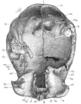 Illustrations of Skull XII by Franz Weidenreich from the (left to right) front, back, right, left, top, and bottom