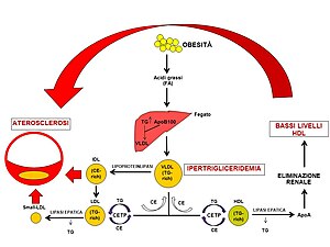 Triacylglyceroly dieta