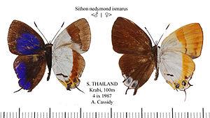 SithonNedymondIsmarusMFUpUnAC2.jpg