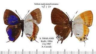 <i>Sithon nedymond</i> Species of butterfly