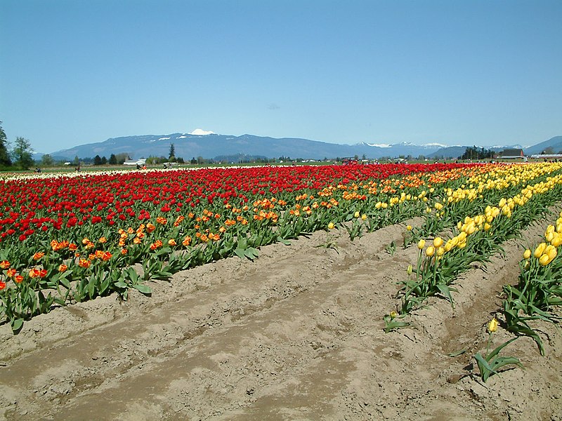 File:Skagit Valley Tulip Festival 2006 (9).jpg