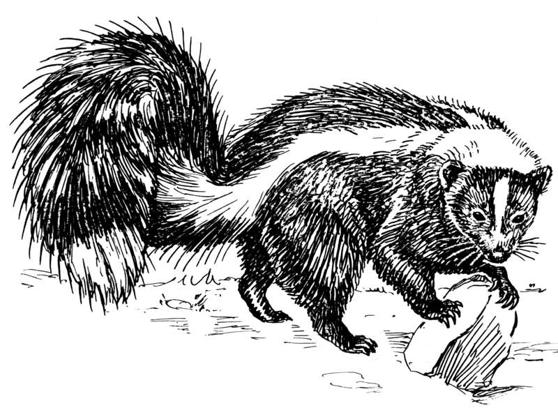 File:Skunk (PSF).png