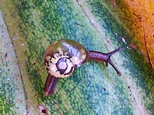 Snail - Tia River, altitude 1350 metres2.jpg