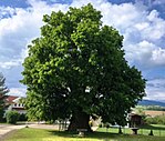 Large-leaved linden tree in Kappel am Krappfeld
