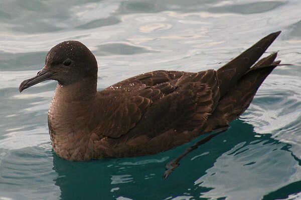 Up close, the chocolate-coloured plumage can be appreciated.