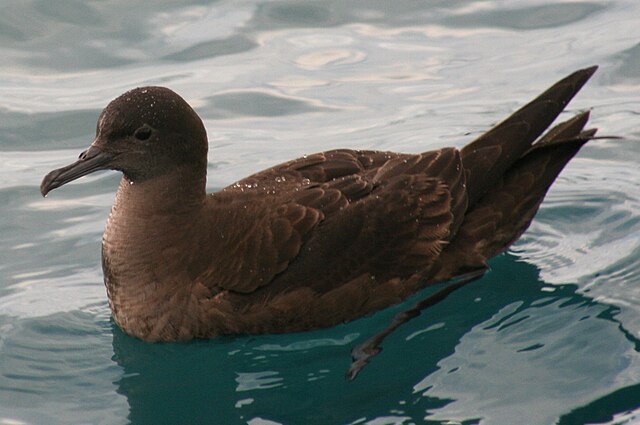 Image: Sooty shearwater kaikoura