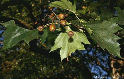 Sorbus torminalis, s duboko urezanim listovima i malim jabučastim plodovima