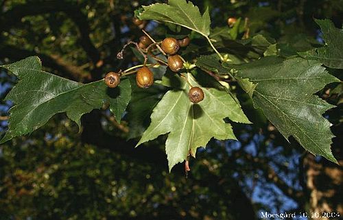 Mehlbeeren