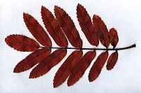 Sorbus aucuparia leaf color de otoño.jpg