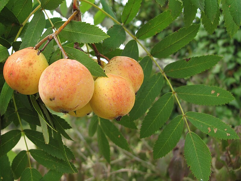 File:Sorbus domestica 000 045 481 O.jpg