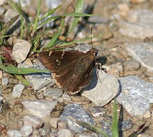 Southern Cloudywing, Megan McCarty84.jpg