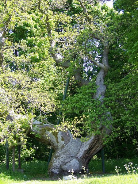 File:Spanish Chestnut Tree, Balmerino - geograph.org.uk - 830408.jpg