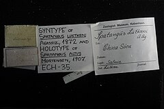 File:Spatangus altus - ECH-000035 label.jpg (Category:Echinodermata in the Natural History Museum of Denmark)