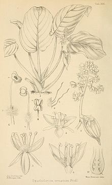 Spatholirion ornatum JournalofBotany 1896 vol34.jpg