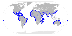 Sphyrna mokarran distribution map.svg