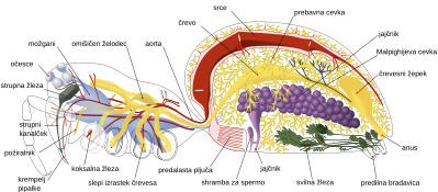 Slika:Spider internal anatomy-sl.svg