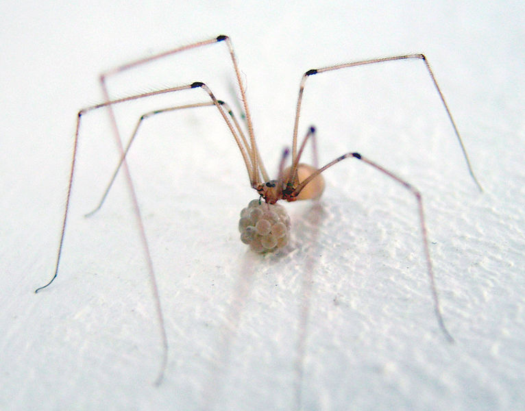 File:Spinne mit Brut.jpg