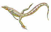 Restoration of the Carboniferous reptile Spinoaequalis Spinoaequalis schultzei reconstruction.jpg