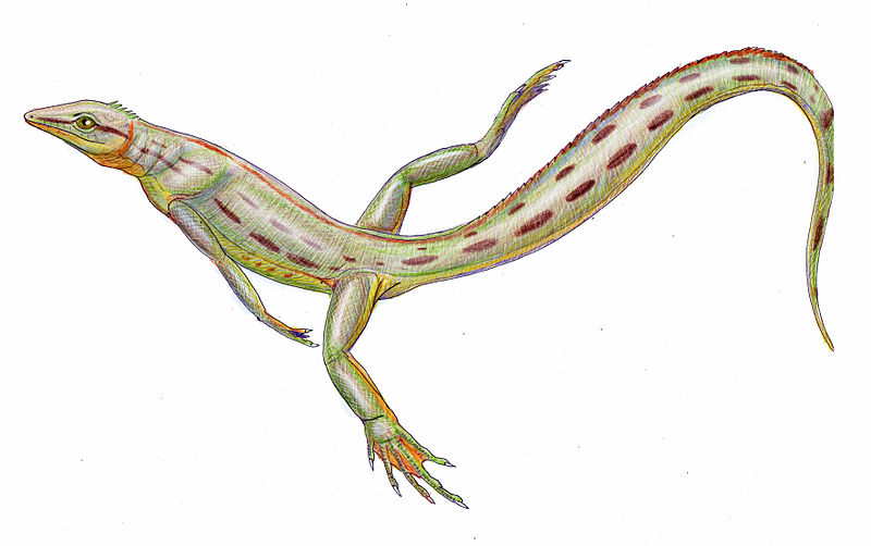 File:Spinoaequalis schultzei reconstruction.jpg