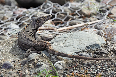 Ctenosaura_quinquecarinata