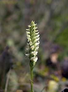 Spiranthes romanzoffiana recently became extinct in England Spiranthes romanzoffiana.jpg