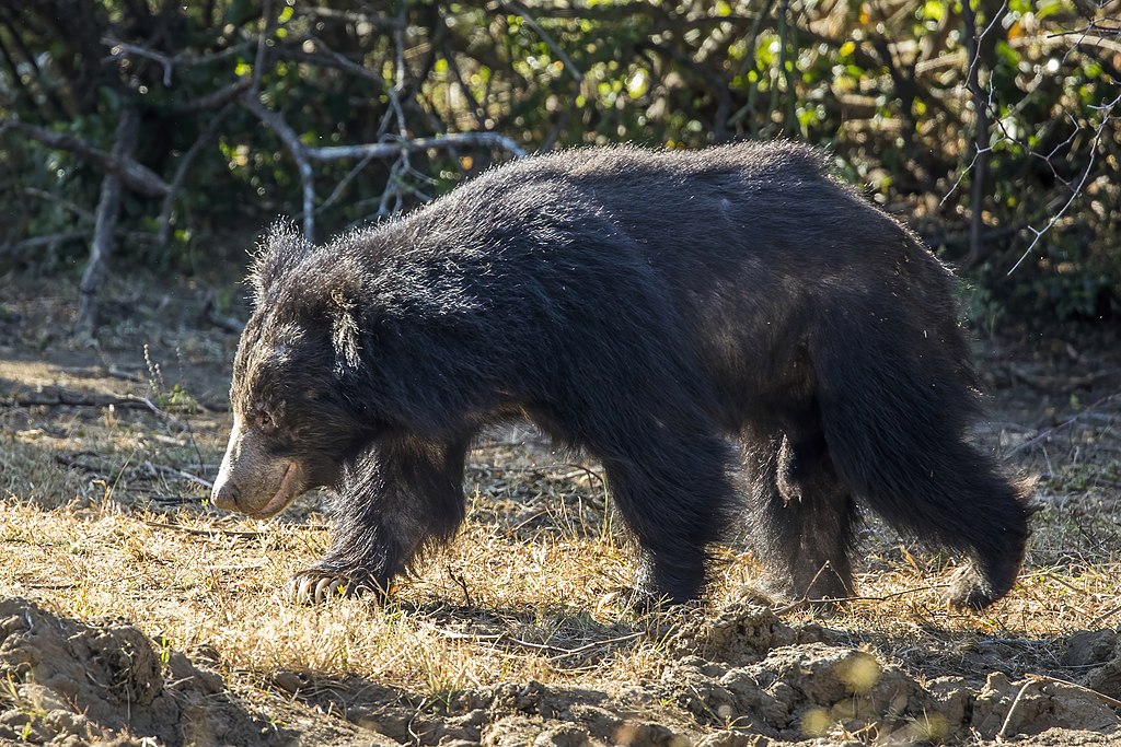 Sri Lankan sloth bear (Melursus ursinus inornatus) male 3.jpg