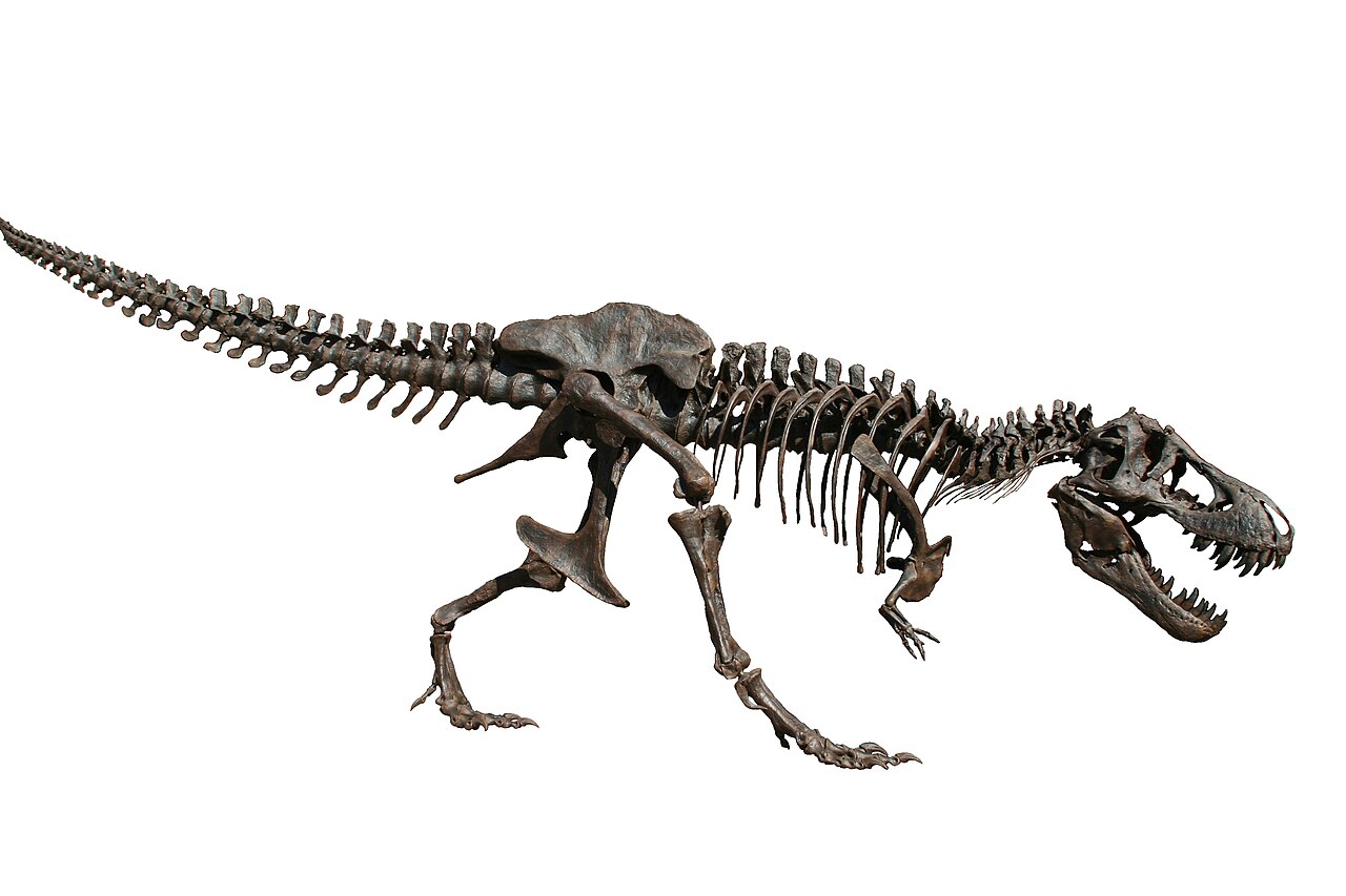 File:Tyrannosaurus Rex colored.png - Wikipedia