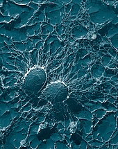 Δύο στρογγυλά βακτήρια που βρίσκονται κοντά μεταξύ τους και καλύπτονται σχεδόν πλήρως από μια ουσία που μοιάζει με χορδή.