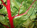 Starr-070730-7873-Beta vulgaris subsp cicla-red Swiss chard-Foodland Pukalani-Maui (24890506135).jpg