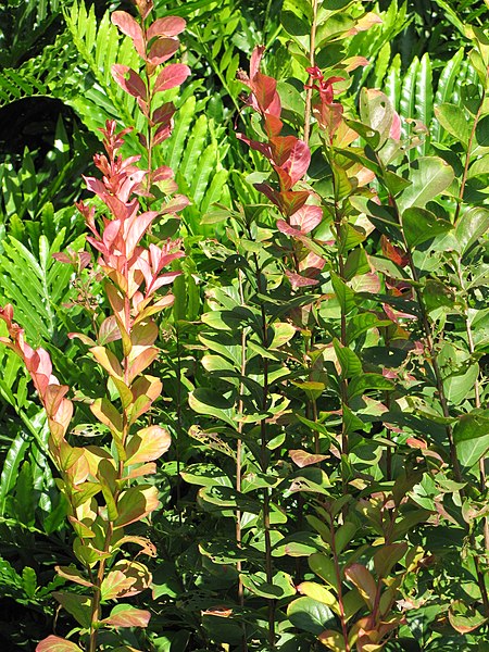 File:Starr-110215-1369-Lagerstroemia indica-leaves-KiHana Nursery Kihei-Maui (24958050732).jpg