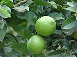 Lime tree