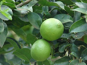 Starr 061105-1380 Citrus aurantiifolia.jpg