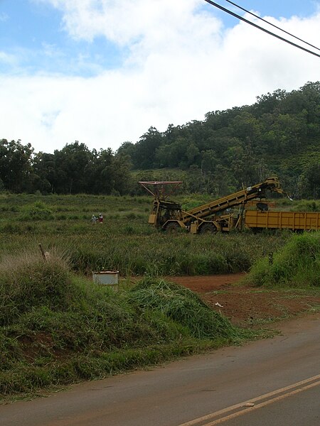 File:Starr 070409-8770 Ananas comosus.jpg