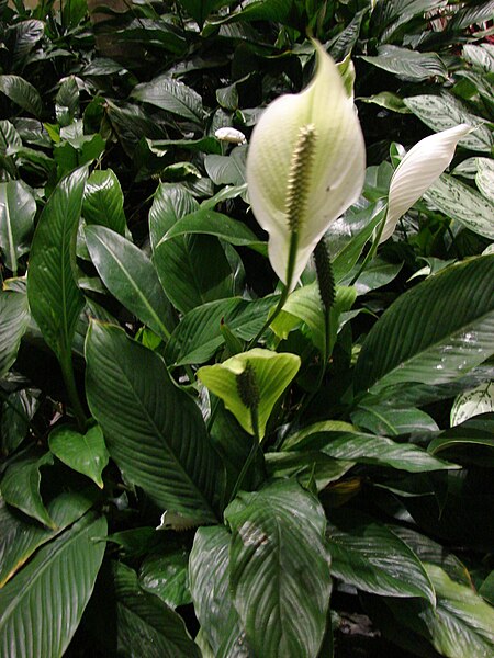 File:Starr 070727-7714 Spathiphyllum sp..jpg