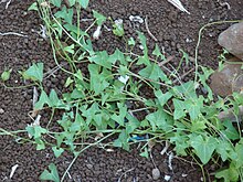 Leaves and crawling habit Starr 071024-0123 Maurandya antirrhiniflora.jpg