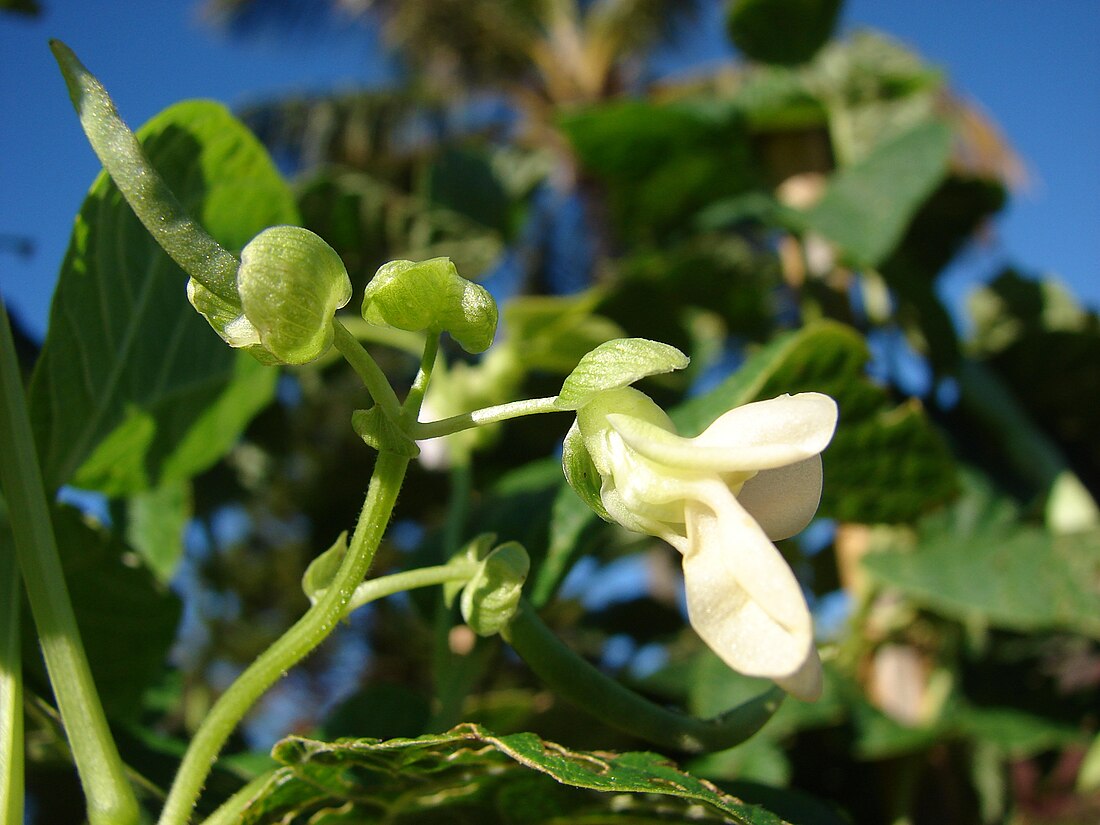 Phaseolus (plant)