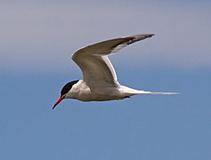 Fotografia de uma andorinha-do-mar em voo.