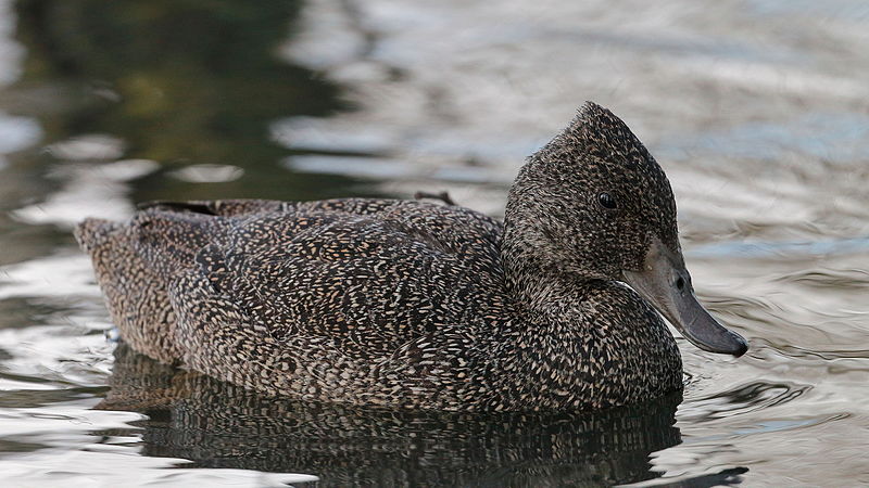 File:Stictonetta naevosa, Lake Wendouree 1.jpg