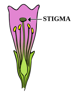 Stigma (botany) Part of a flower