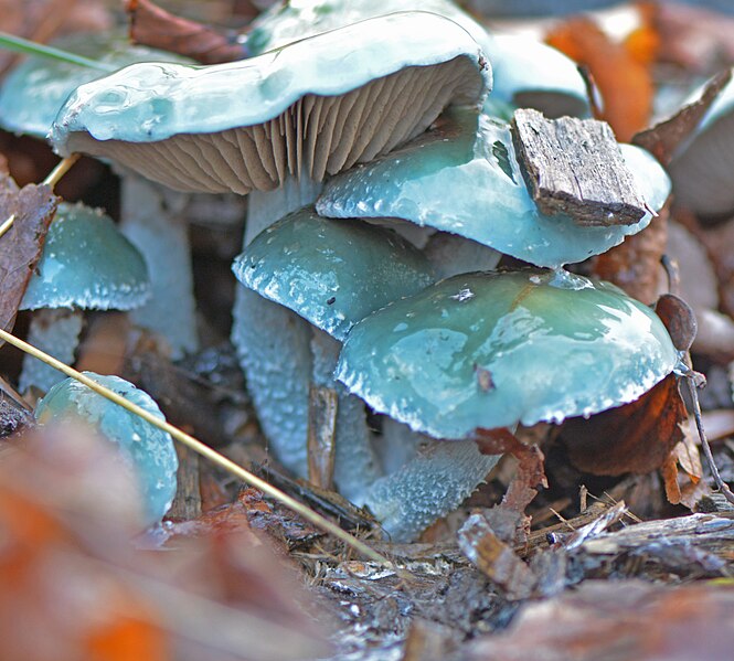 File:Stropharia caerulea sur mulch à Lille, fin nov 2017 c 03.jpg