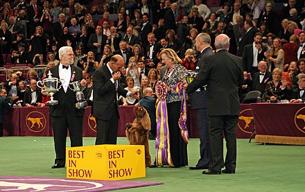 Stump being awarded Best in Show at the 2009 Westminster Kennel Club Dog Show.