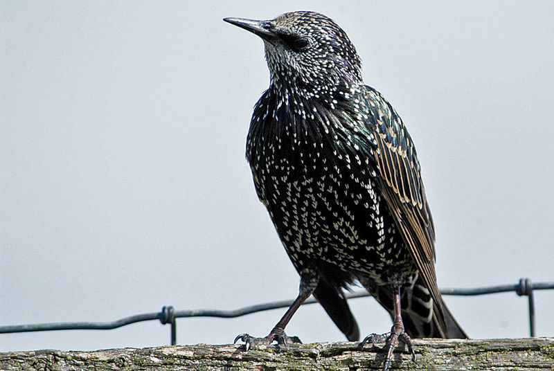 File:Sturnusvulgaris starling spreeuw.jpg