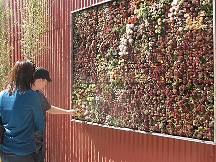 Succulent wall in a nursery in San Francisco, United States consisting of Sempervivum, Echeveria, and Crassula