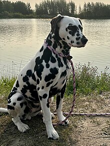 Sun Dog Dalmatian.jpg