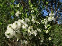 Melaleuca ericifolia