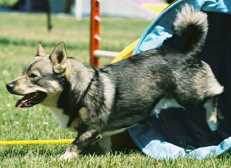 Fail:SwedishVallhundAgility_wb.jpg