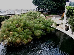 Cyperus Papyrus: Nomenclature et étymologie, Description, Distribution et habitat